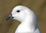 Kelp Goose (male)